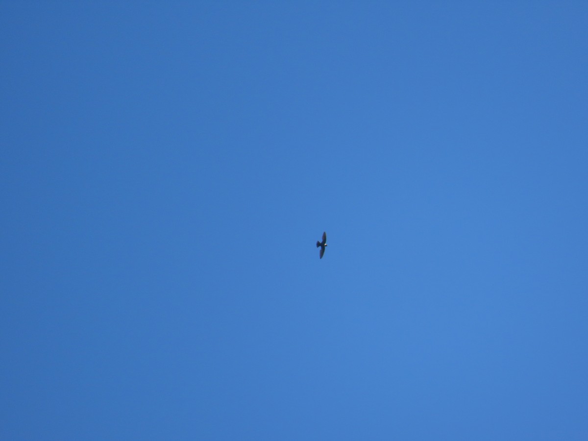 White-collared Swift - ML644519914