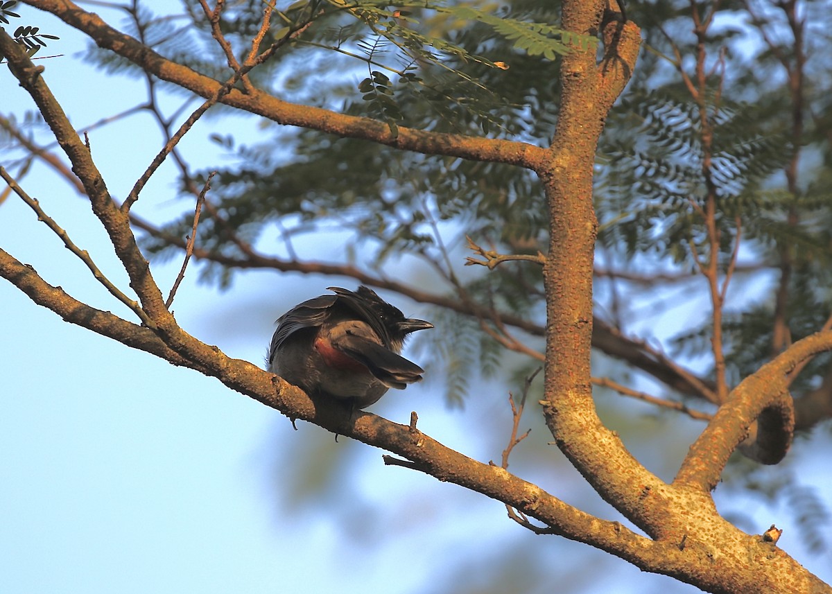 Bulbul Ventridorado - ML644519915