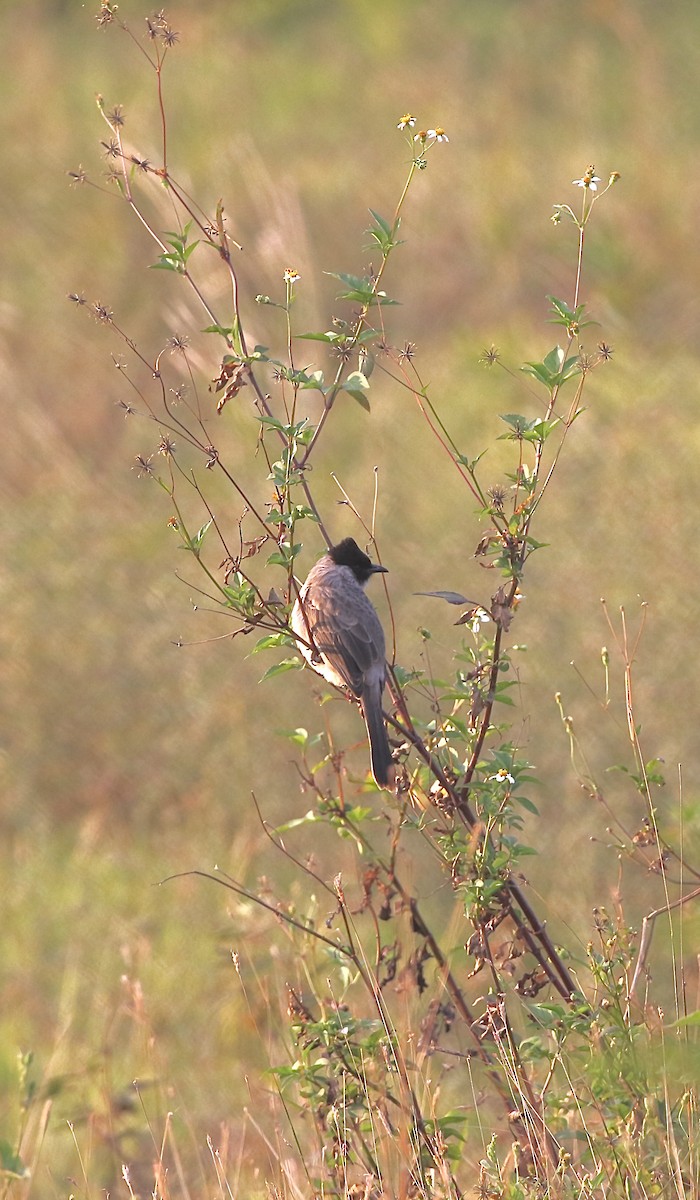 Bulbul Ventridorado - ML644519916