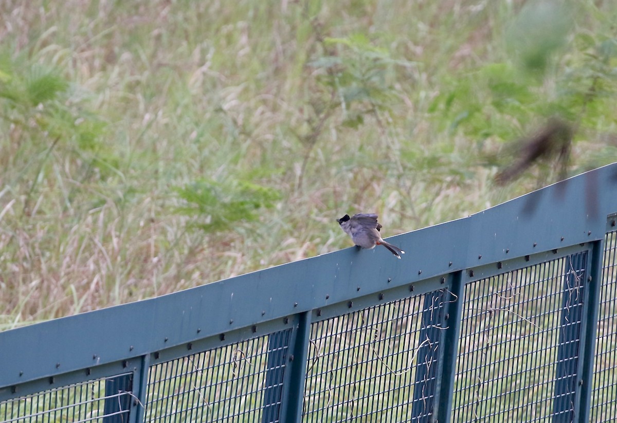 Bulbul Ventridorado - ML644519917