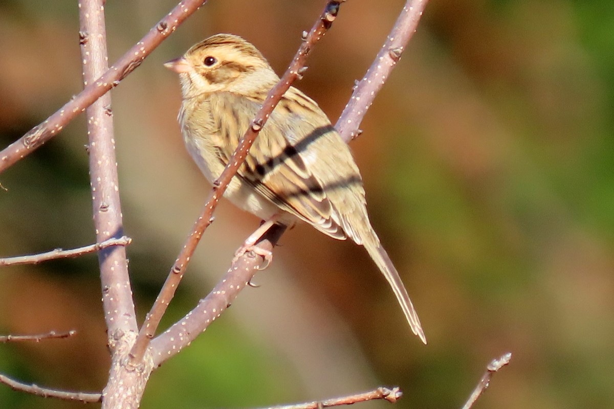 Clay-colored Sparrow - ML644519923