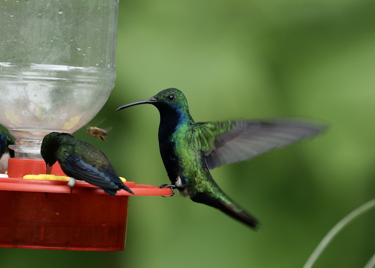 ムナグロマンゴーハチドリ - ML644519926