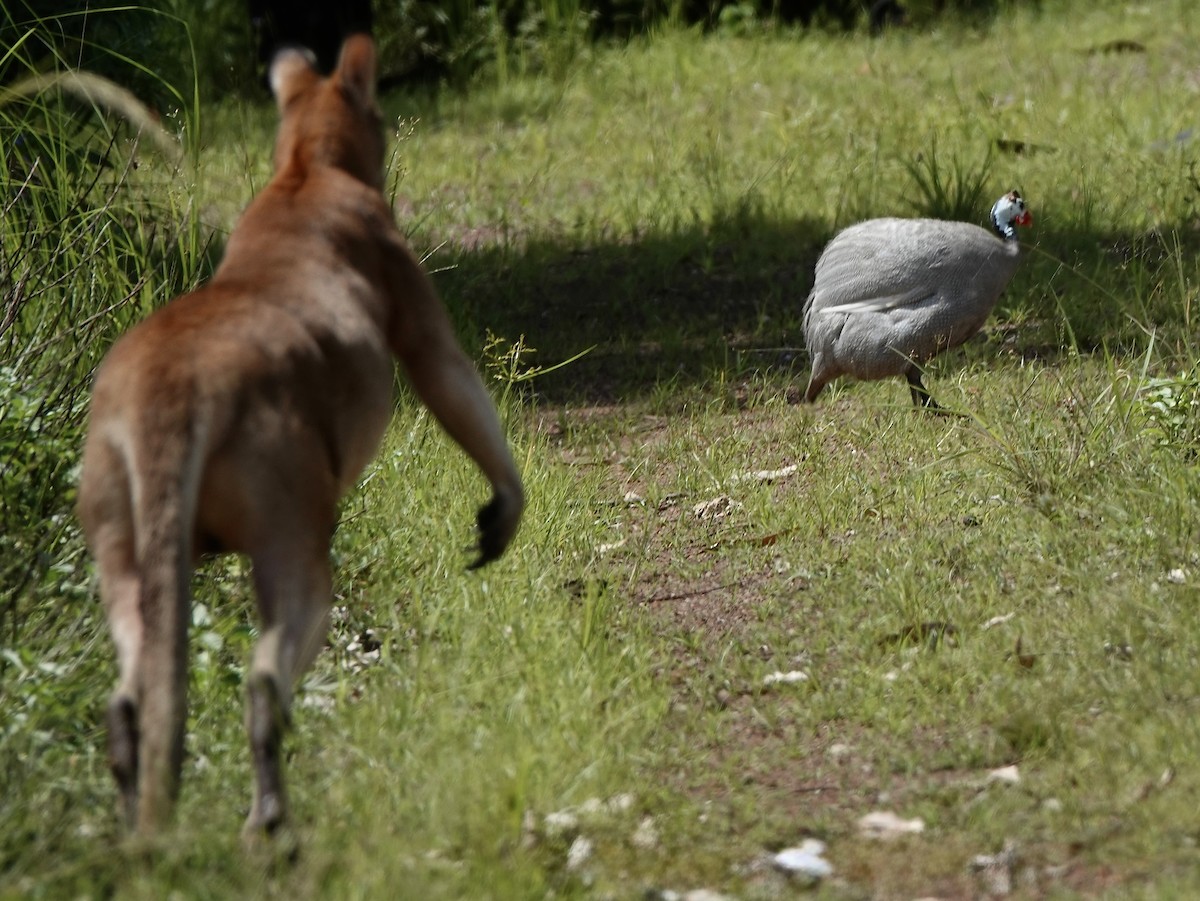 Helmperlhuhn (domestiziert) - ML644519928