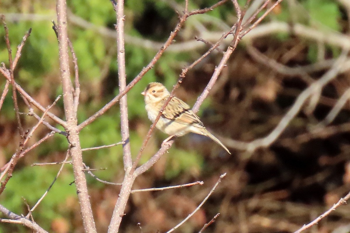 Clay-colored Sparrow - ML644519932