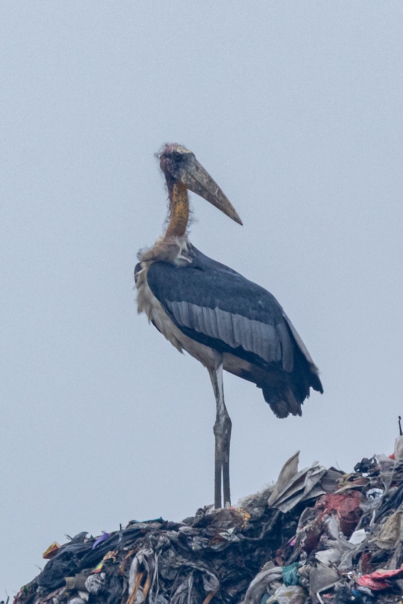 storadjutant - ML644519933