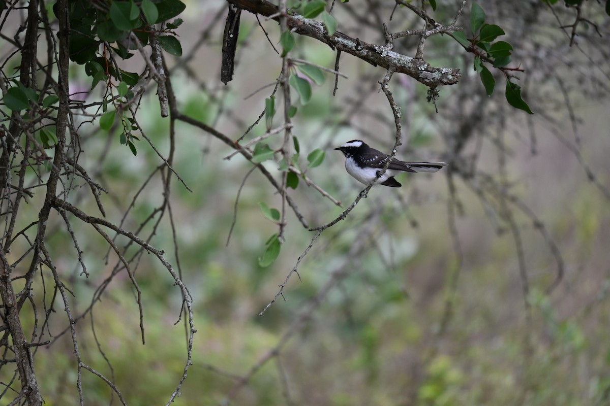 White-browed Fantail - ML644519935