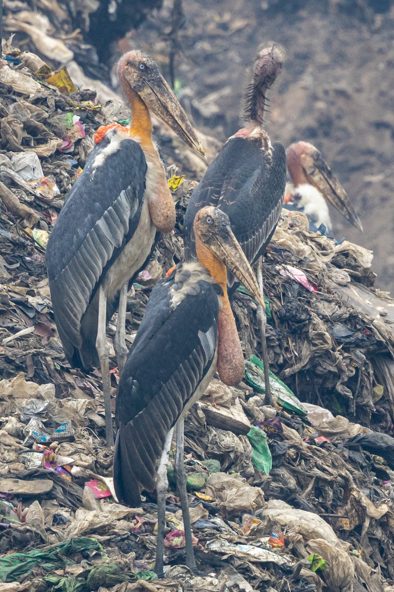 storadjutant - ML644519936