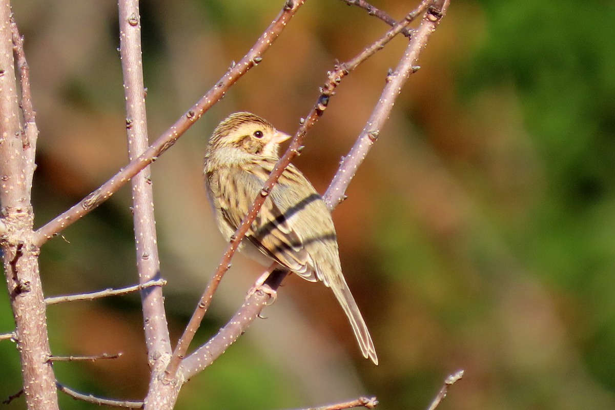 Clay-colored Sparrow - ML644519938