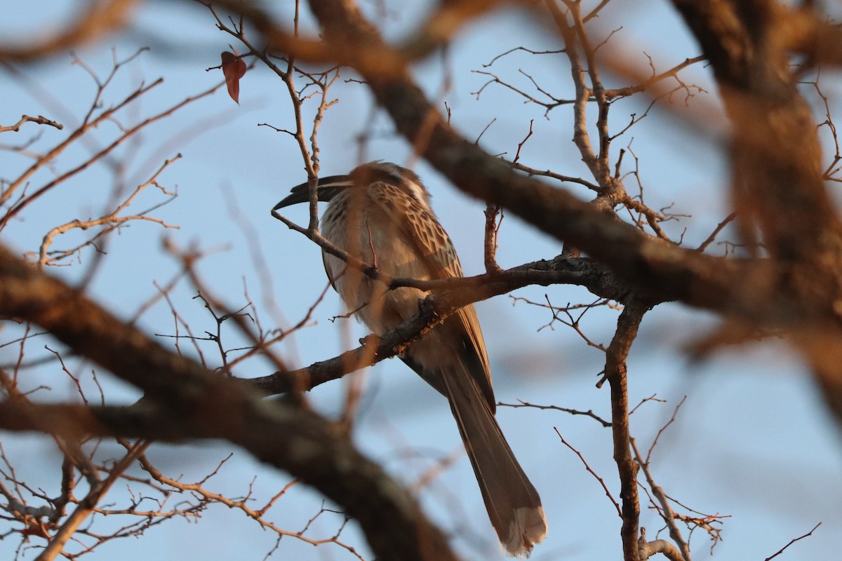 African Gray Hornbill - ML644519939