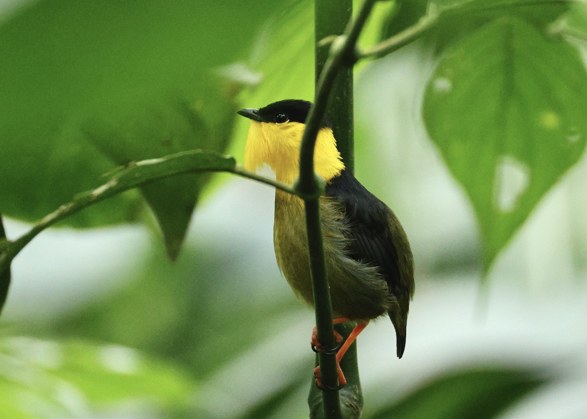 キノドマイコドリ - ML644519941