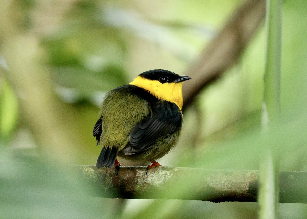 キノドマイコドリ - ML644519944