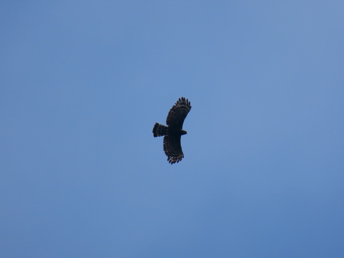 Kara Atmaca Kartalı - ML644519945