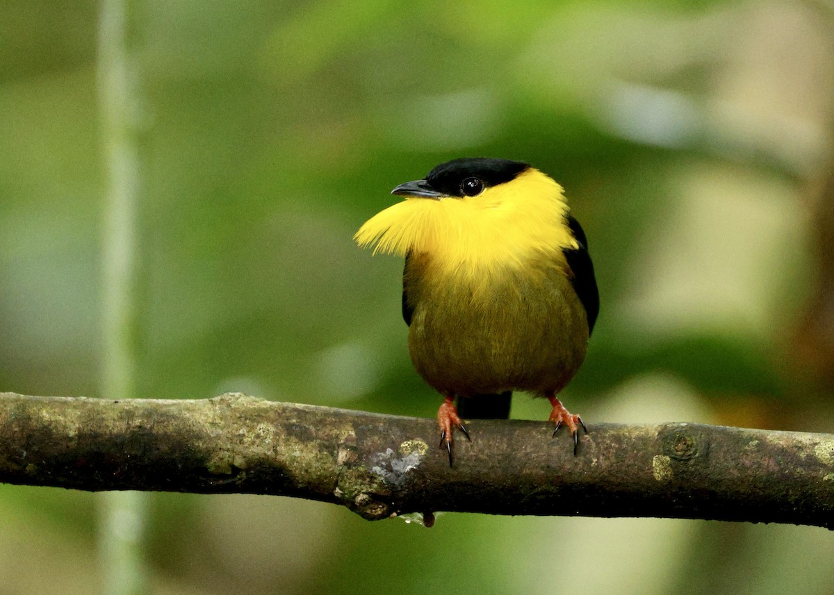 キノドマイコドリ - ML644519946