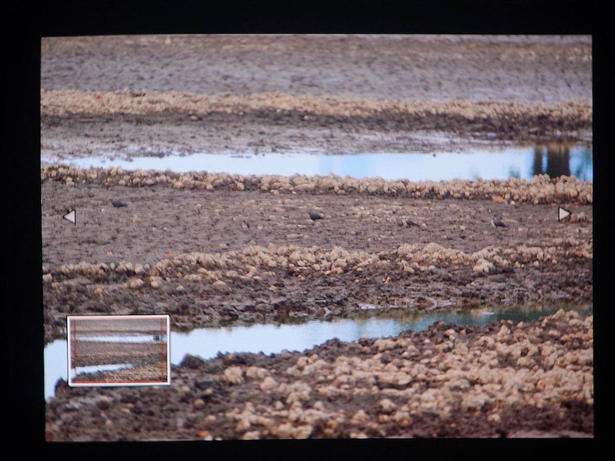 orientbrakksvale - ML644519953