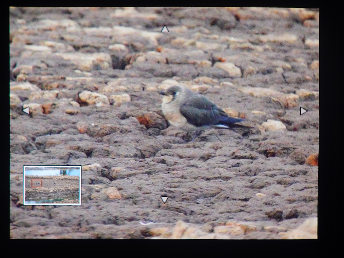 orientbrakksvale - ML644519955