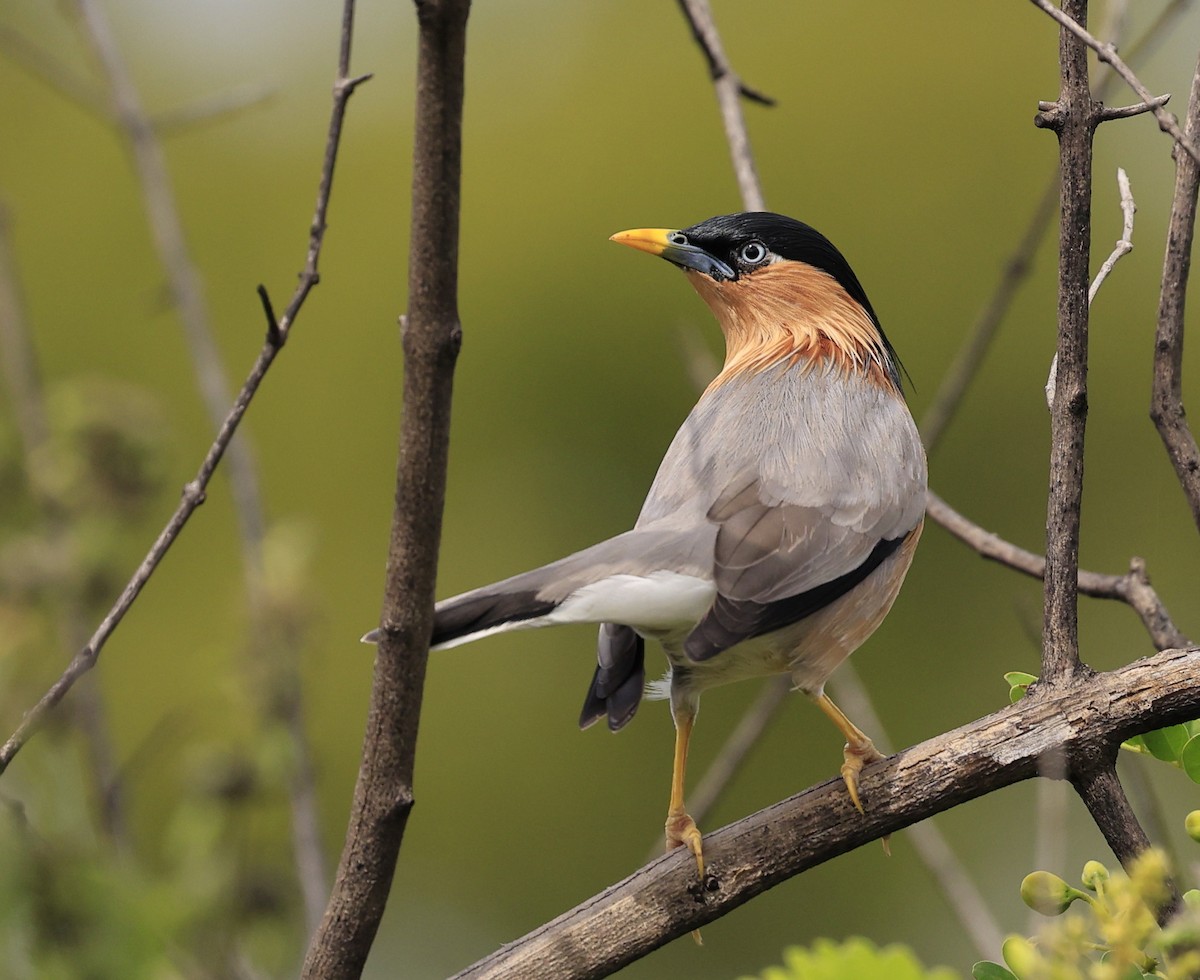 Шпачок брамінський - ML644519957