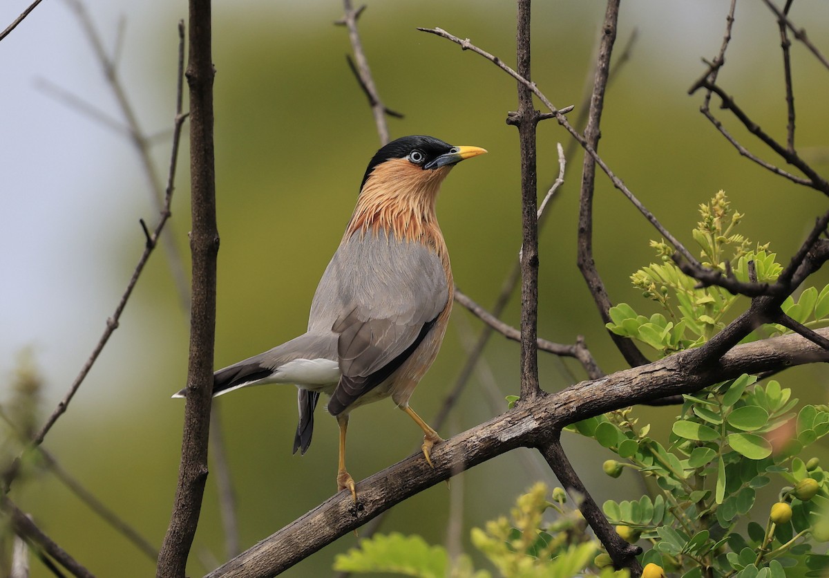 Шпачок брамінський - ML644519958