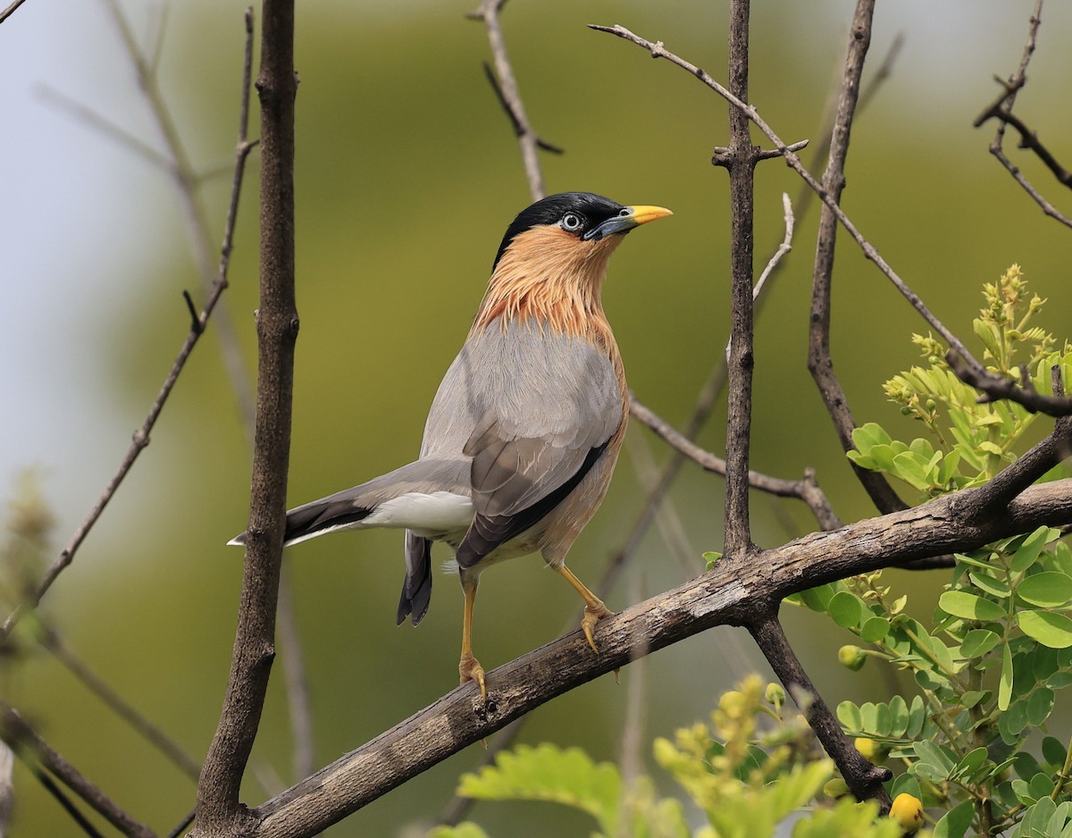 Шпачок брамінський - ML644519959