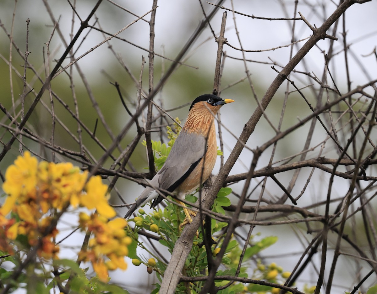 Шпачок брамінський - ML644519960