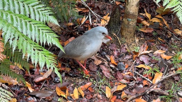 kagu chocholatý - ML644519961