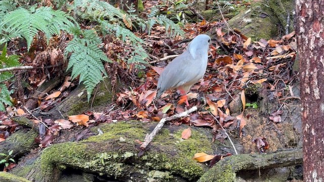 kagu chocholatý - ML644519962