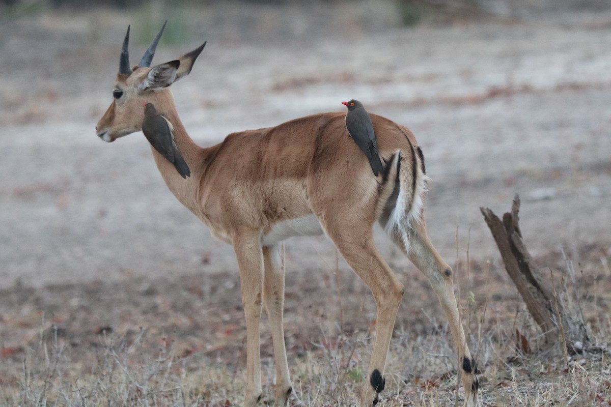Red-billed Oxpecker - ML644519963