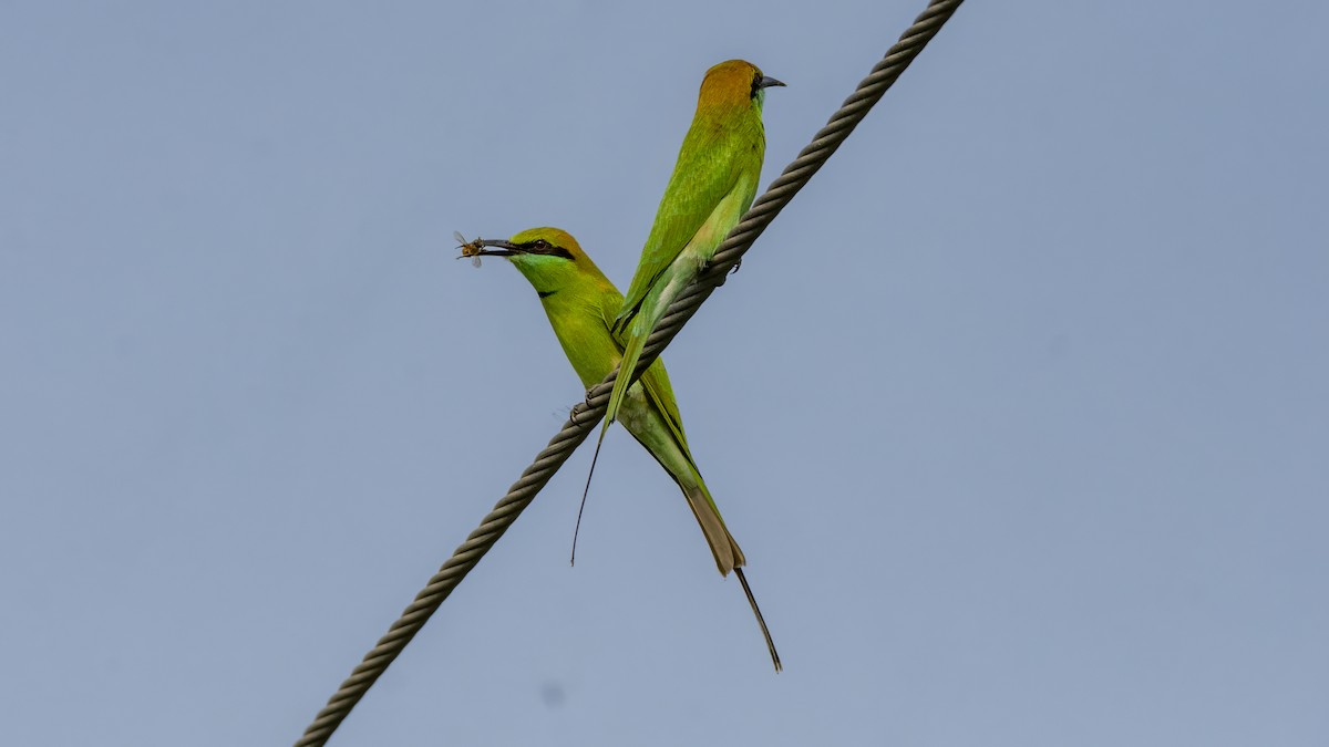Asian Green Bee-eater - ML644519965