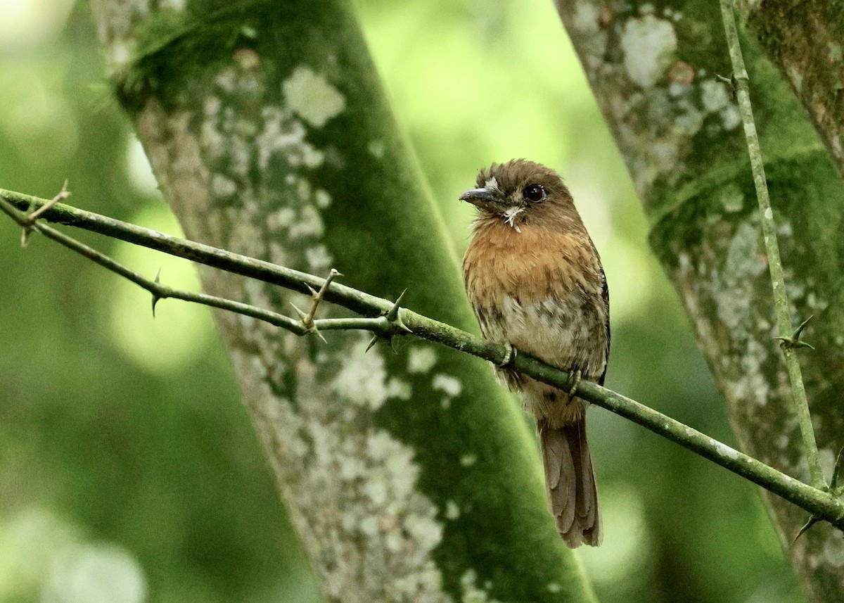 シラヒゲオオガシラ - ML644519967