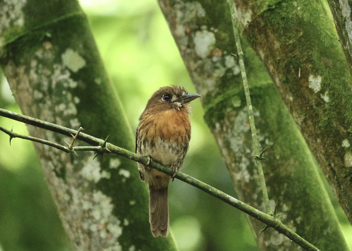 シラヒゲオオガシラ - ML644519972