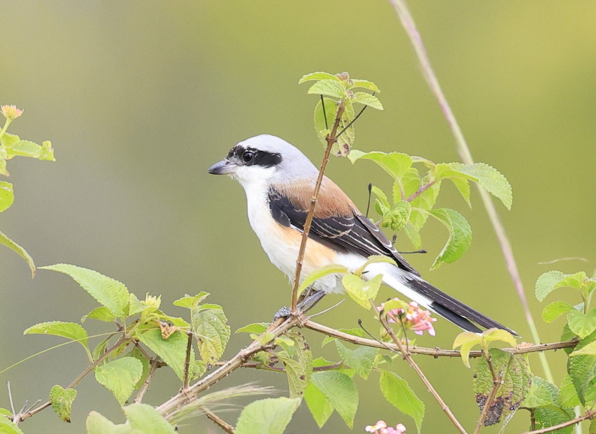 Сорокопуд індійський - ML644519973