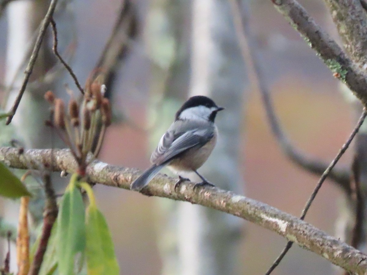 アメリカコガラ - ML644519975