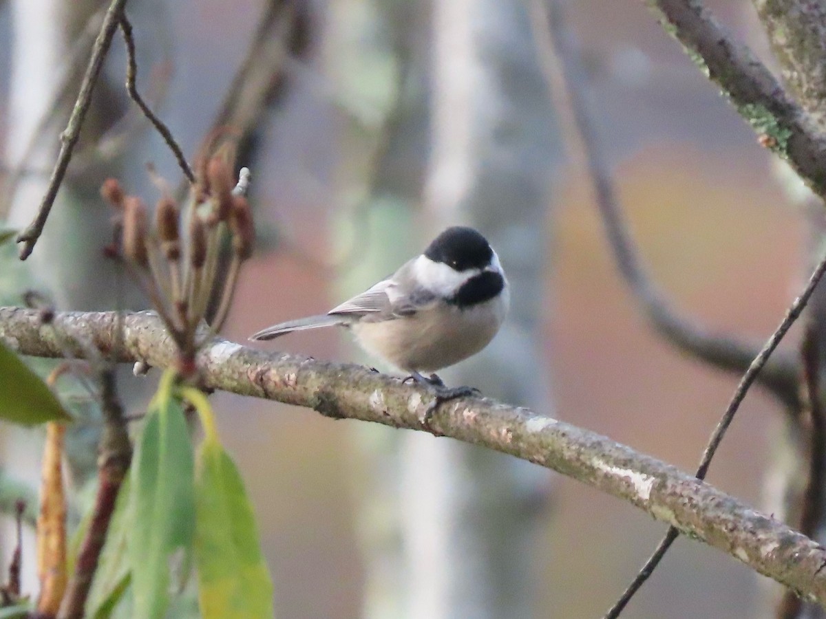 アメリカコガラ - ML644519976