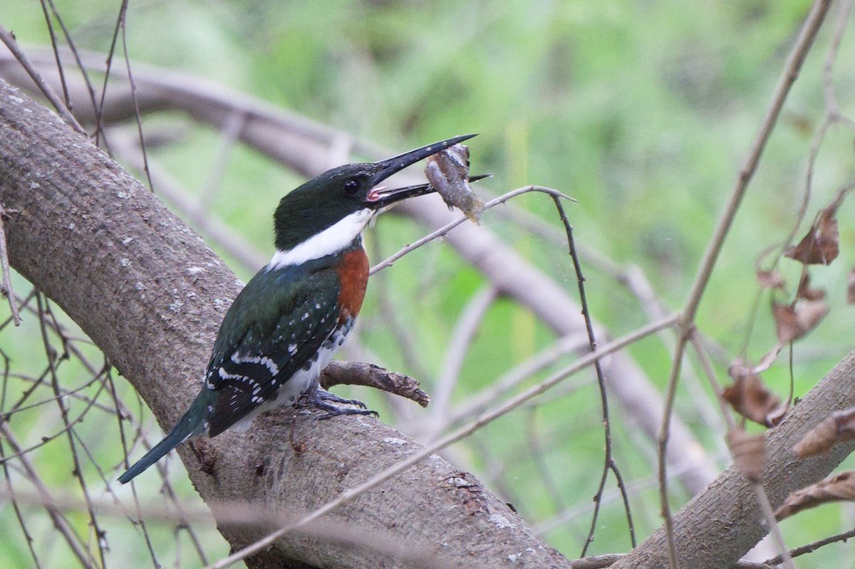 Green Kingfisher - ML644519979