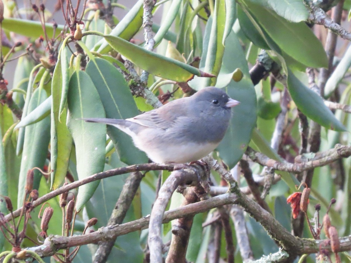ユキヒメドリ（hyemalis／carolinensis） - ML644519985