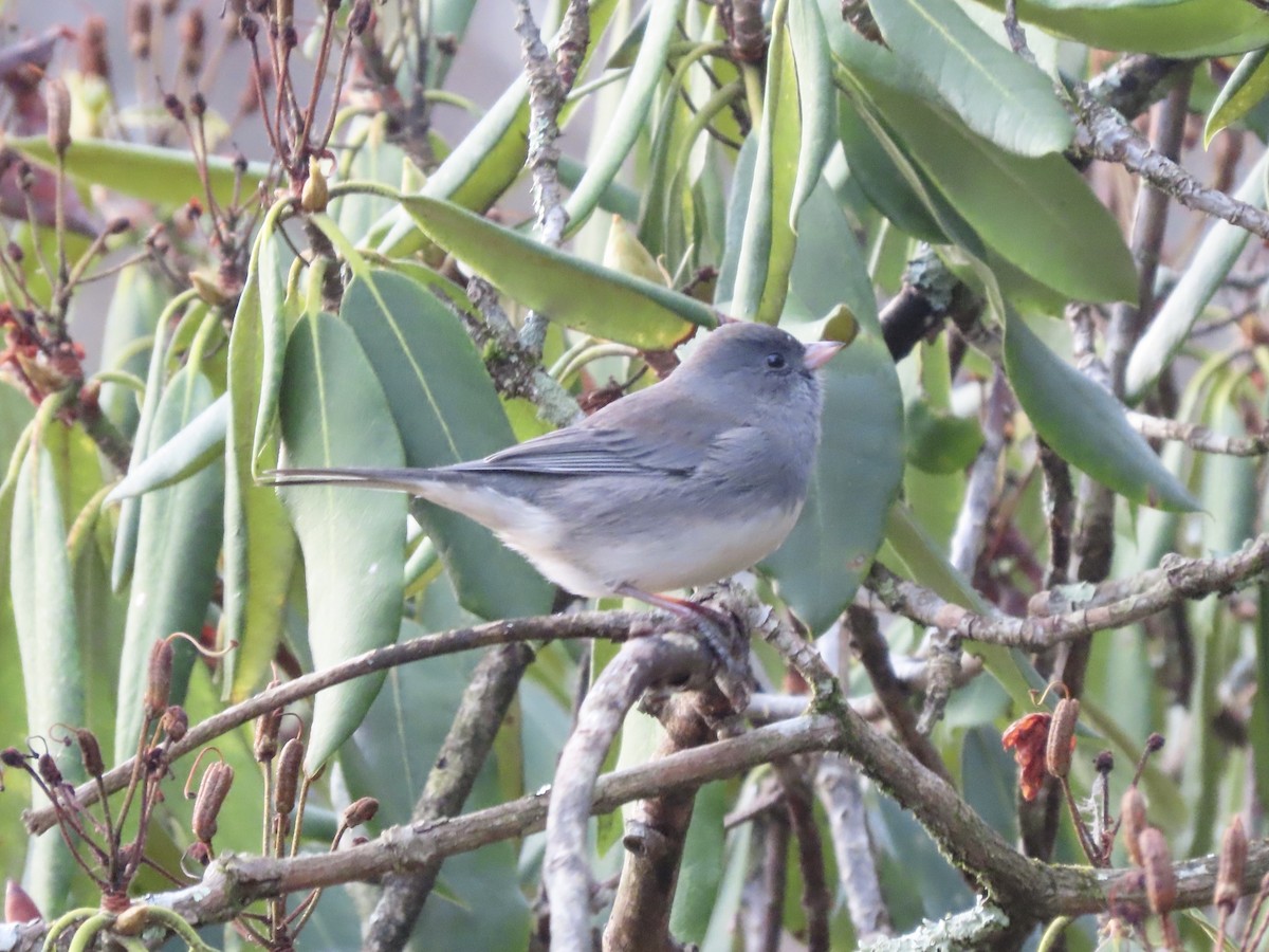 ユキヒメドリ（hyemalis／carolinensis） - ML644519986
