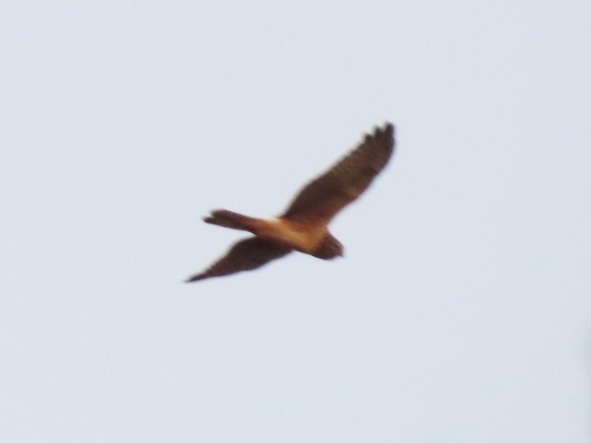 アメリカハイイロチュウヒ - ML644519988