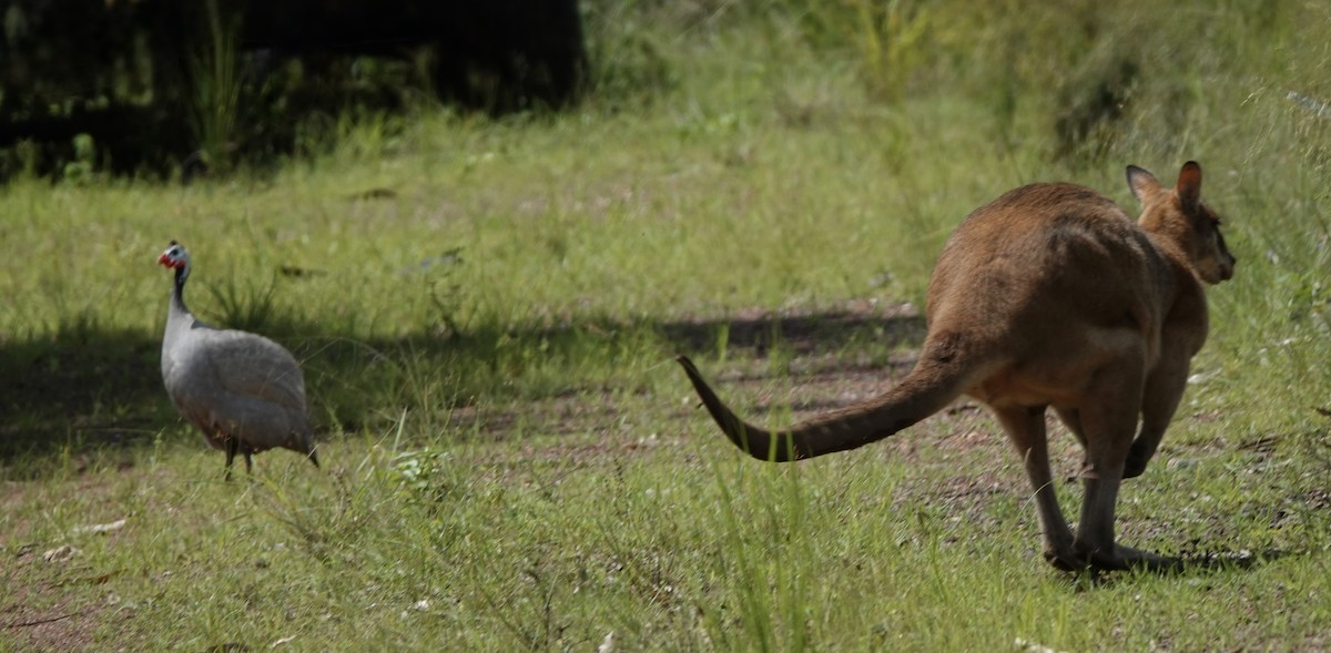 Helmperlhuhn (domestiziert) - ML644519991
