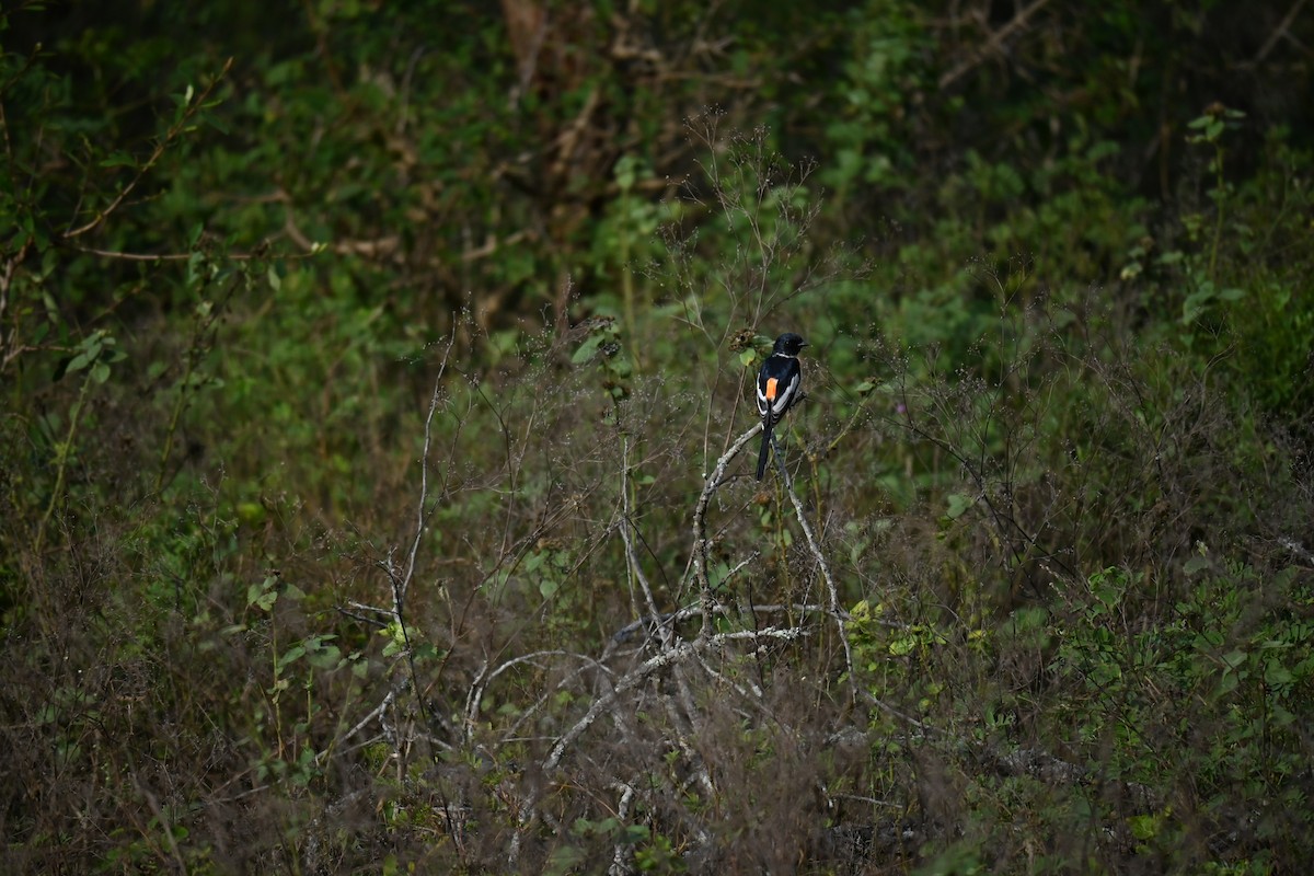 White-bellied Minivet - ML644519998