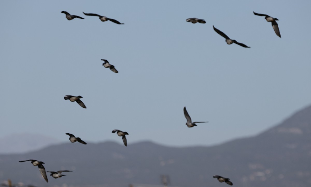 skogdue - ML644520000