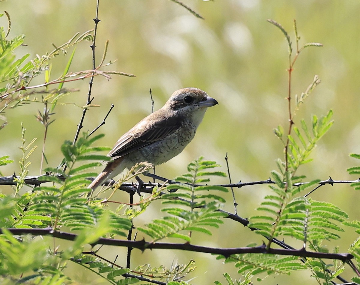 Сорокопуд сибірський - ML644520012