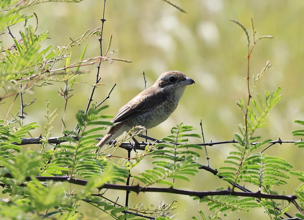 Сорокопуд сибірський - ML644520013