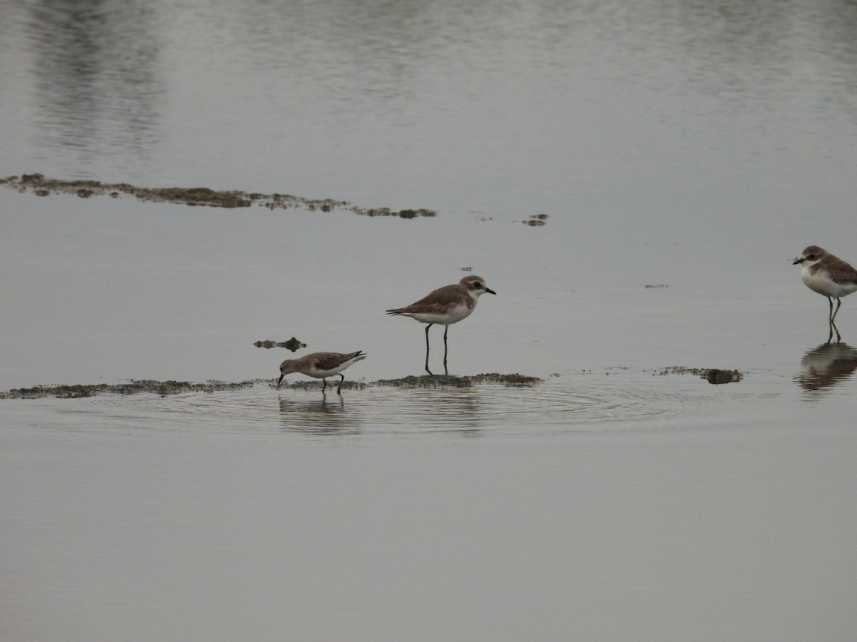 Tibetan Sand-Plover - ML644520017