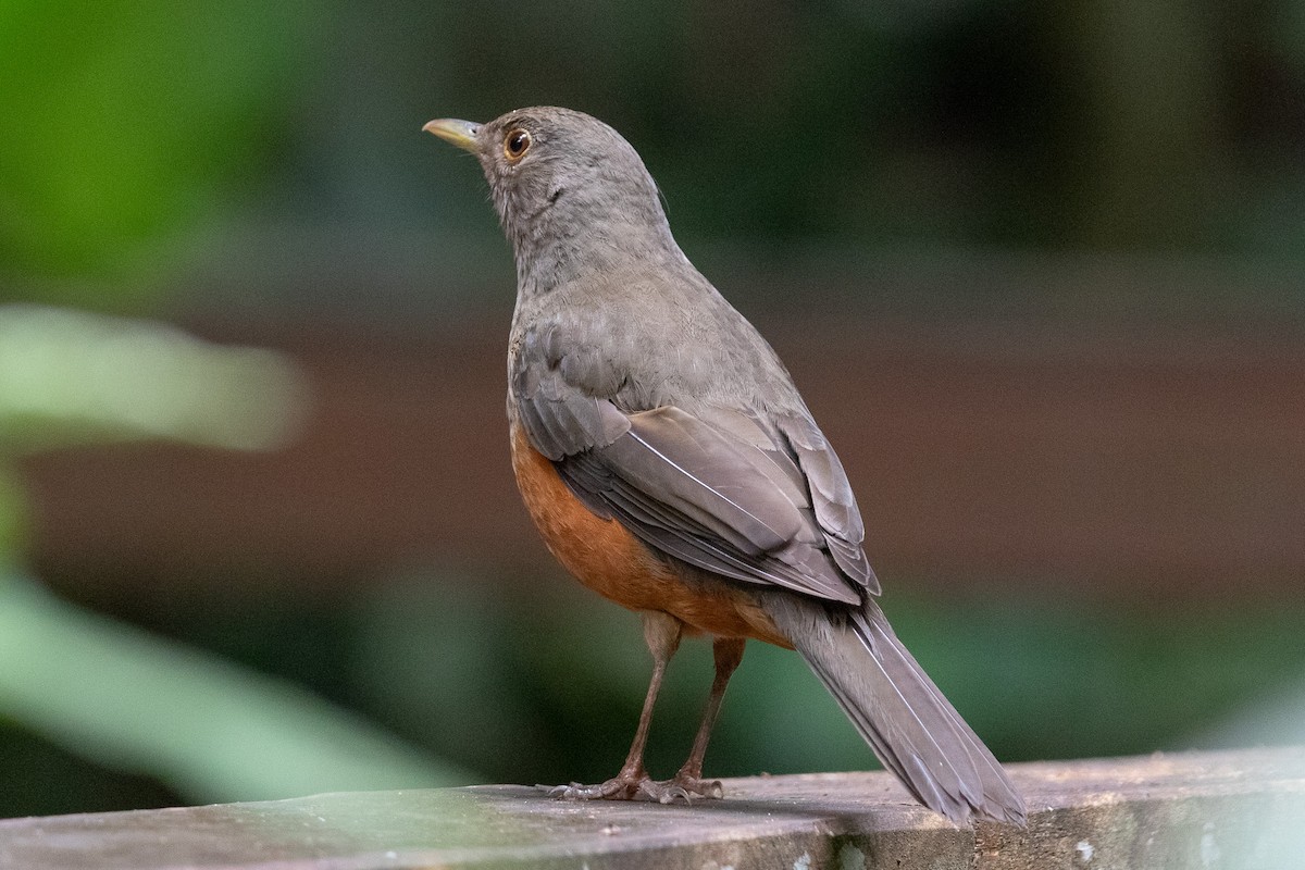 Rufous-bellied Thrush - ML644520018