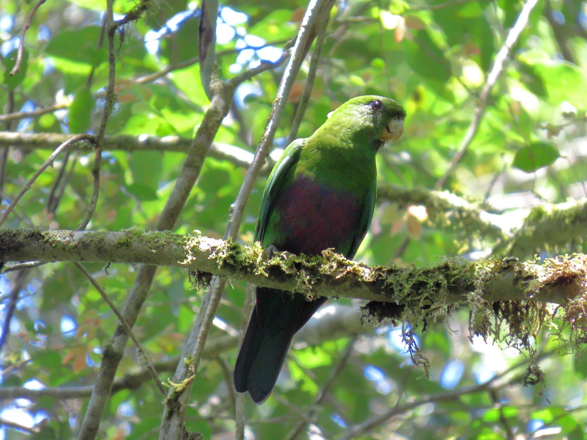 Blue-bellied Parrot - ML644520019