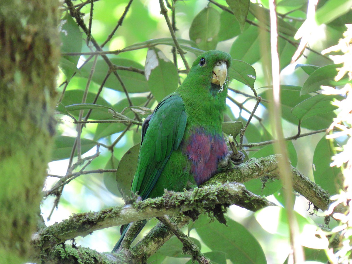 Blue-bellied Parrot - ML644520020