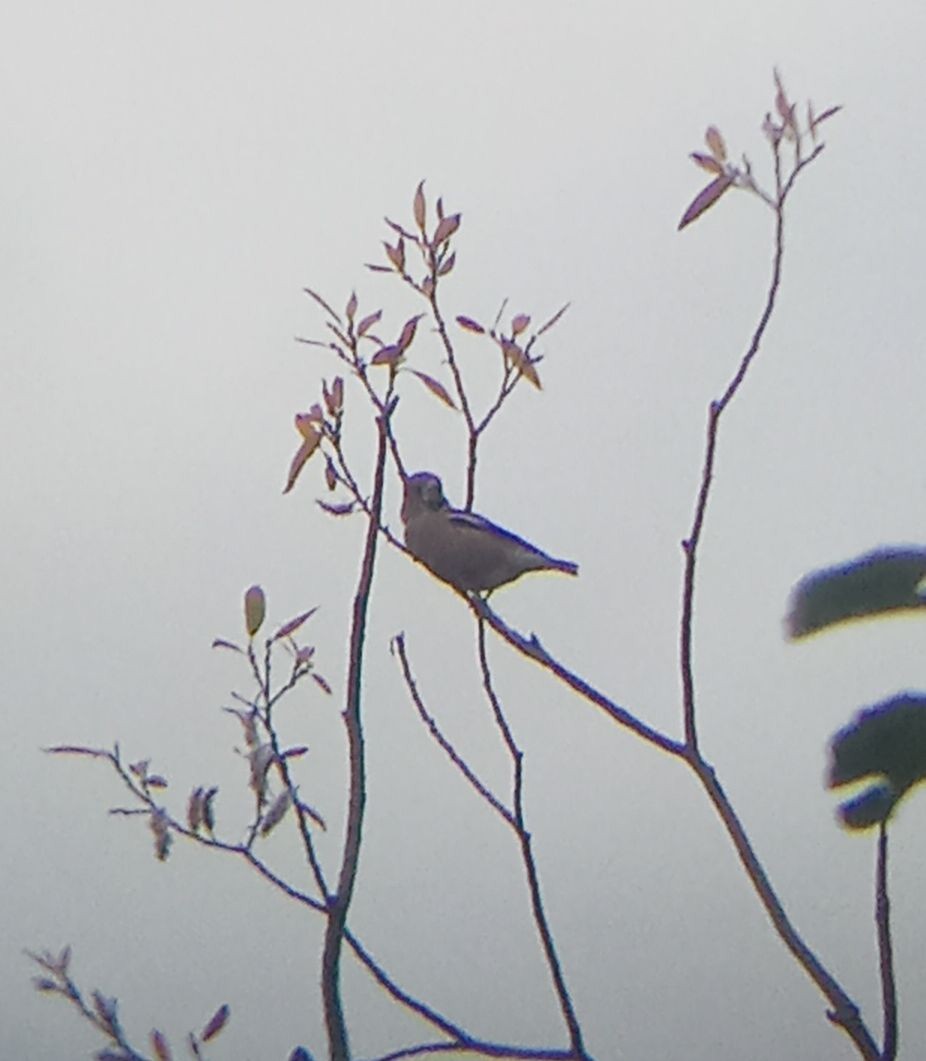 シメ - ML644520023