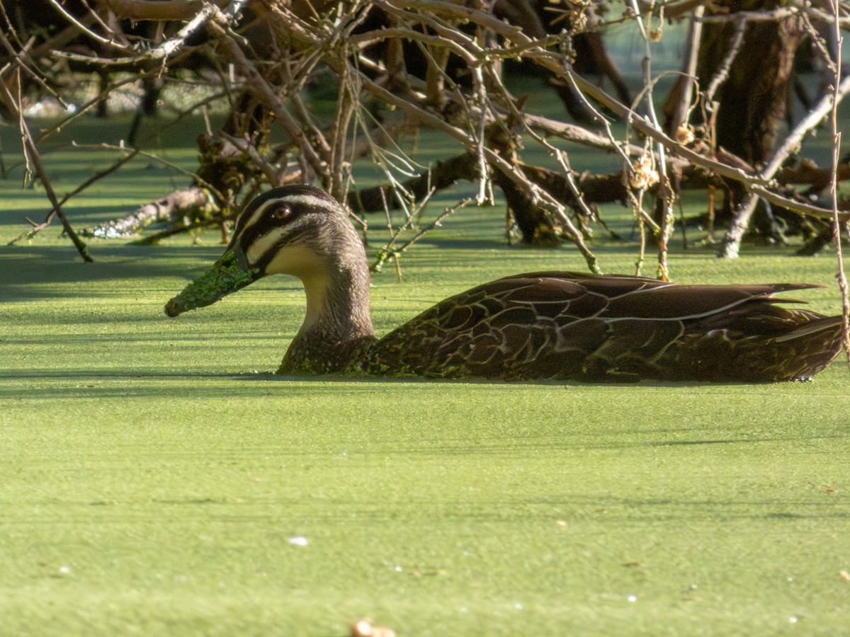 マミジロカルガモ - ML644520033