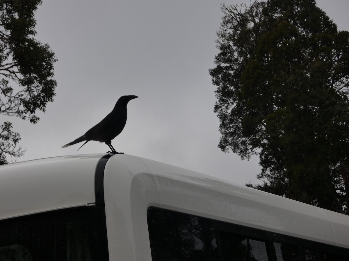 クロフエガラス - ML644520034