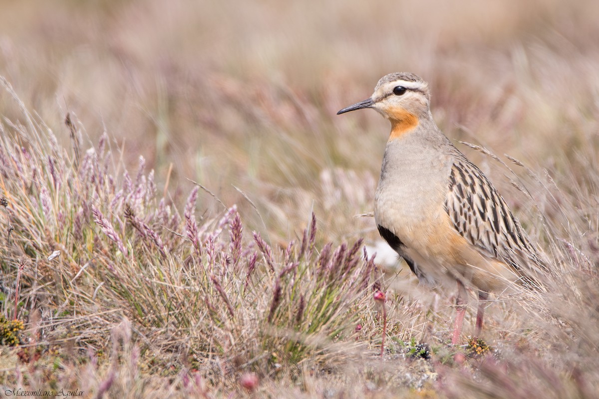 Tawny-throated Dotterel - ML644520042