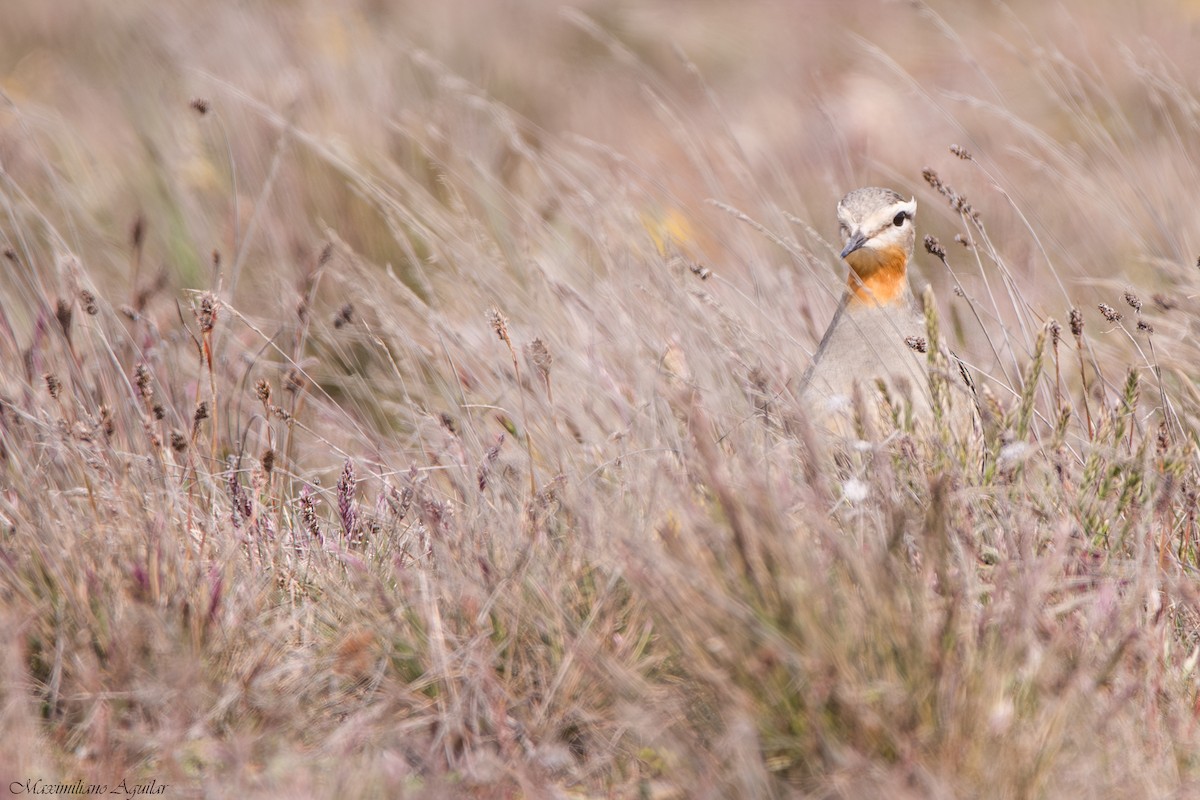 Tawny-throated Dotterel - ML644520043